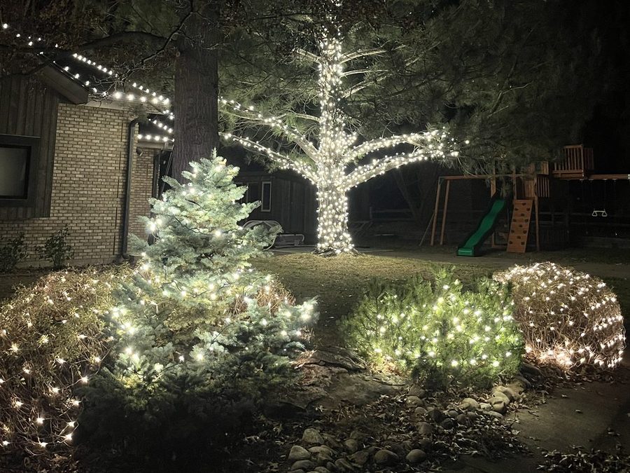 Wrapped pine tree with net lights on the bushes and shrubs around it