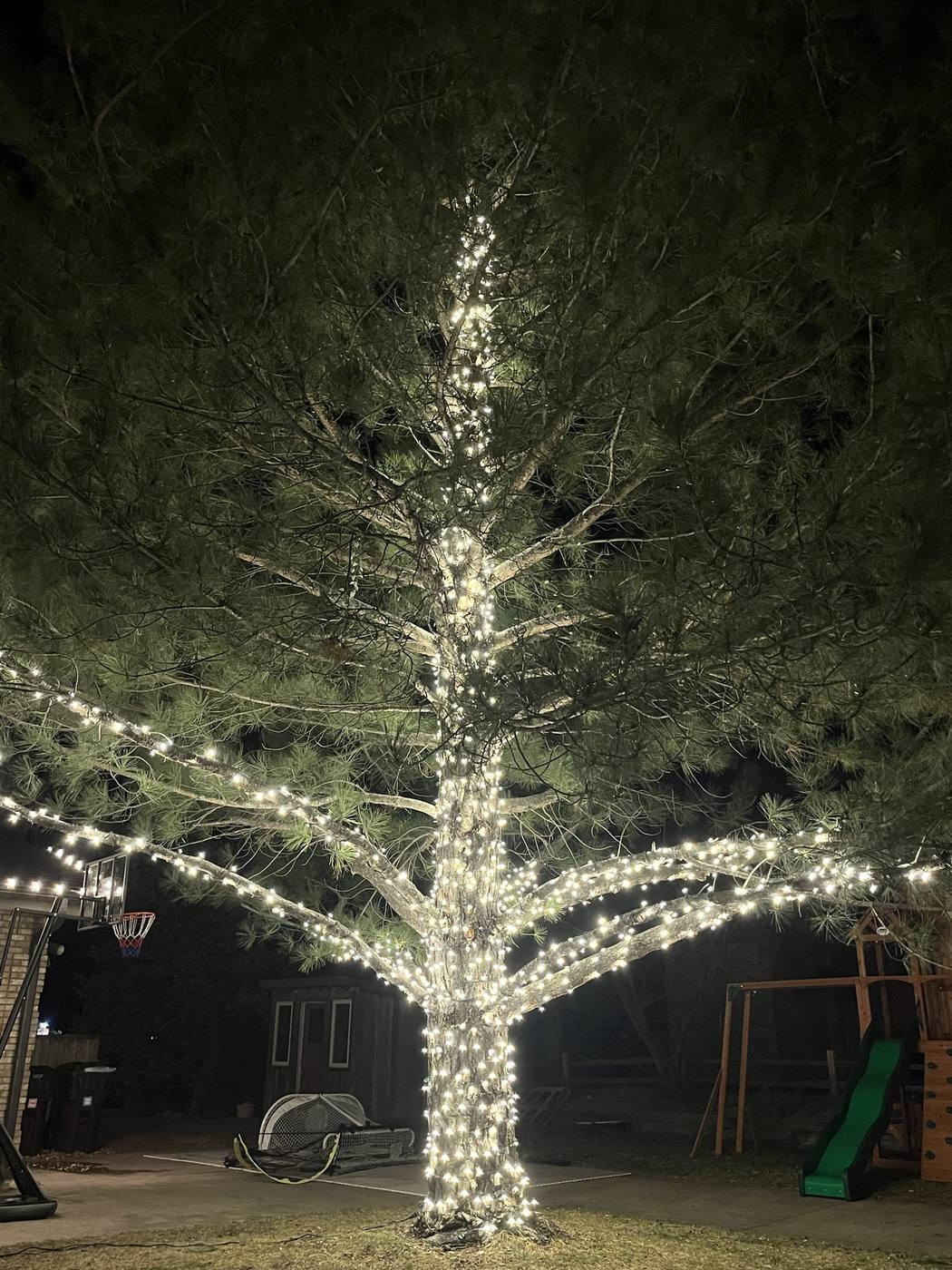 Christmas lights wrapped around a pine tree's trunk and branches